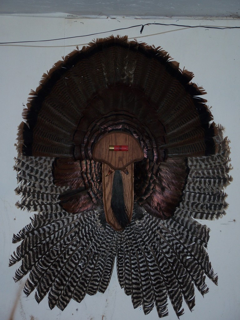 turkey fan with wings | Callan Taxidermy